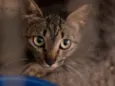 Bastet