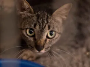 Gato raça SRD idade 2 a 6 meses nome Bastet