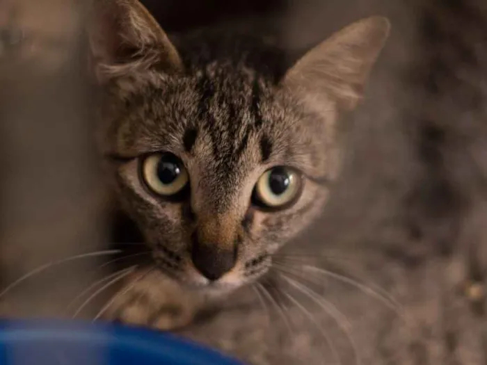 Gato ra a SRD idade 2 a 6 meses nome Bastet