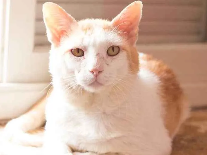 Gato ra a SRD idade 4 anos nome Badauí