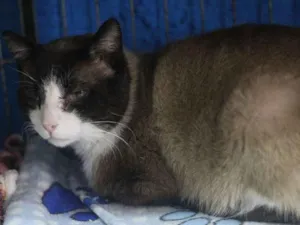 Gato raça SRD idade 3 anos nome Mateus