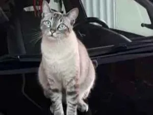 Gato raça Siamês  idade 4 anos nome Belinha
