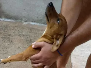 Cachorro raça Sem raça idade 1 ano nome Estopa