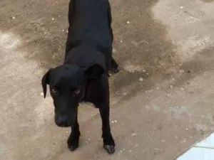 Cachorro raça Sem raça idade 1 ano nome Nica 
