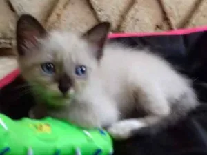 Gato raça  idade 2 a 6 meses nome Sem nome