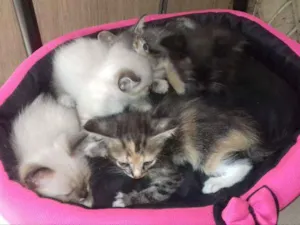 Gato raça Misturado idade  nome Sem nome