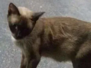 Gato raça Siames idade 1 ano nome Sem nome