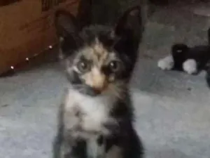 Gato raça Siames idade Abaixo de 2 meses nome Sem nome
