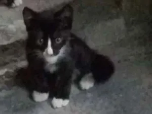 Gato raça Siames idade Abaixo de 2 meses nome Sem nome