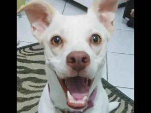 Cachorro raça SRD idade 5 anos nome Lola