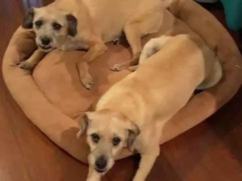 Cachorro ra a SRD idade 6 ou mais anos nome Nina e Teca