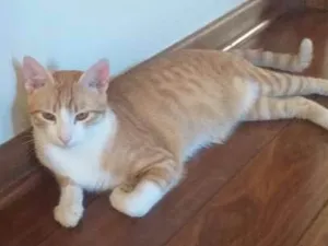 Gato raça  idade 7 a 11 meses nome Peteleco