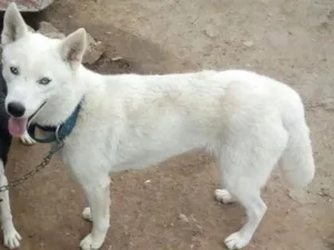 Cachorro raça Husky siberiano  idade 3 anos nome Kessy