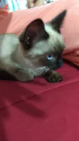 Gato