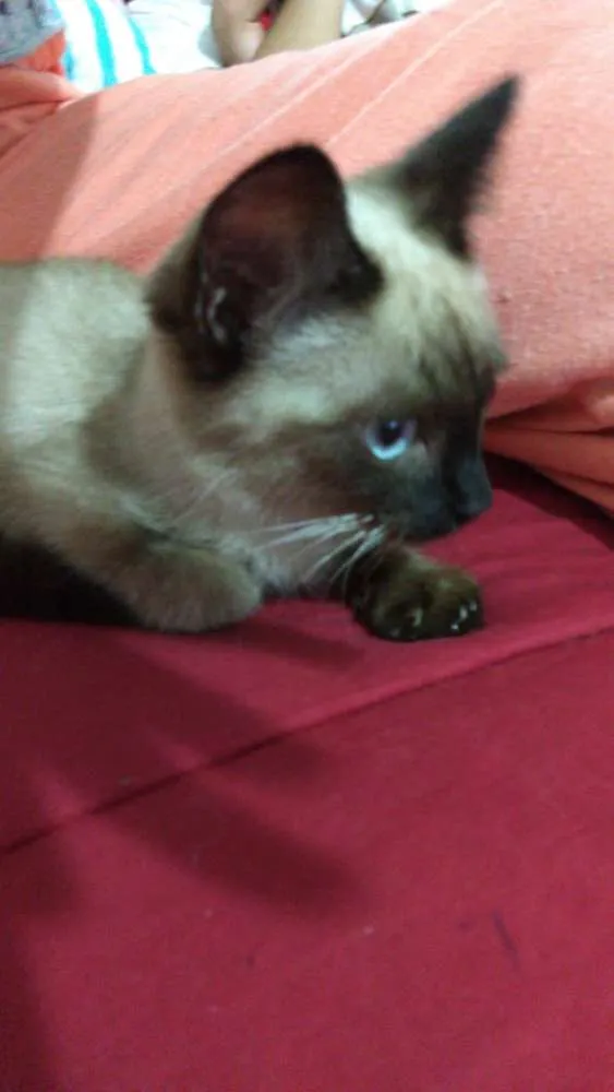 Gato ra a Siames idade Abaixo de 2 meses nome Gato