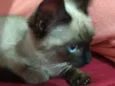 Gato