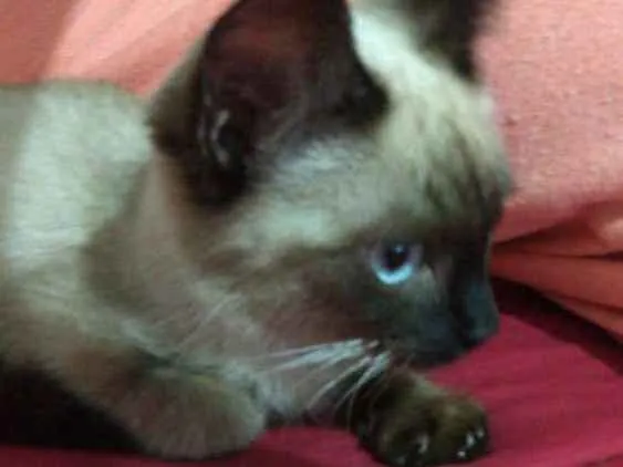 Gato ra a Siames idade Abaixo de 2 meses nome Gato