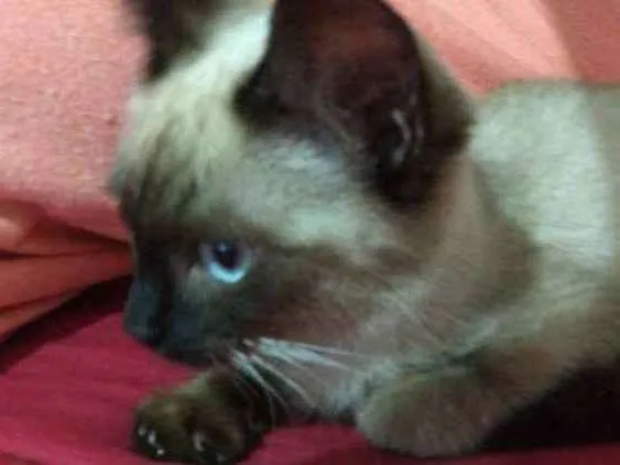 Gato ra a Siames idade Abaixo de 2 meses nome Gato