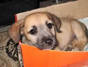 Cachorro raça vira lata idade Abaixo de 2 meses nome chase