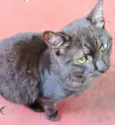 Léo