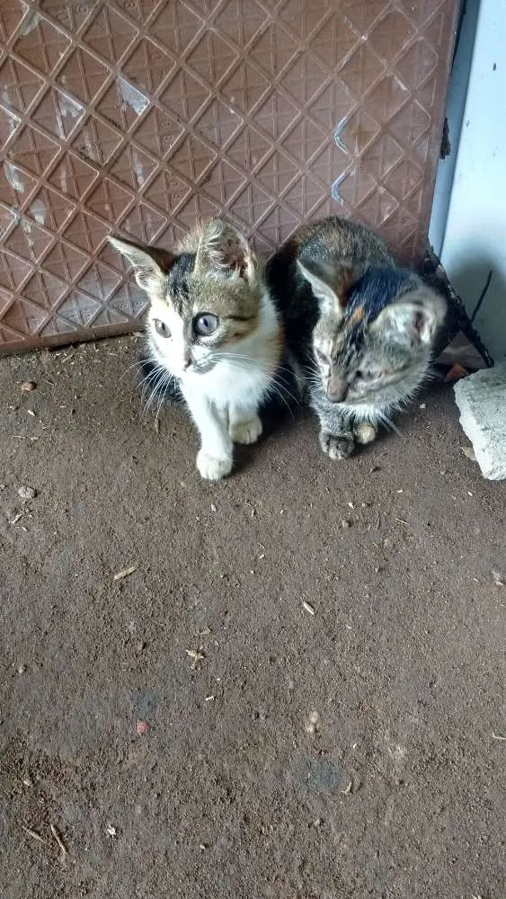 Gato ra a  idade 2 a 6 meses nome Mia e Rajada.