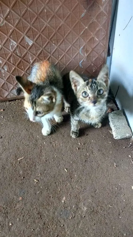 Gato ra a  idade 2 a 6 meses nome Mia e Rajada.