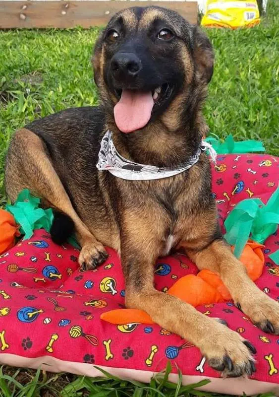 Cachorro raça Mestiça de Pastor idade 2 anos nome Malu