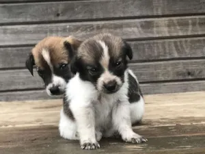 Cachorro raça SRD idade Abaixo de 2 meses nome Filhotes Ana Paula