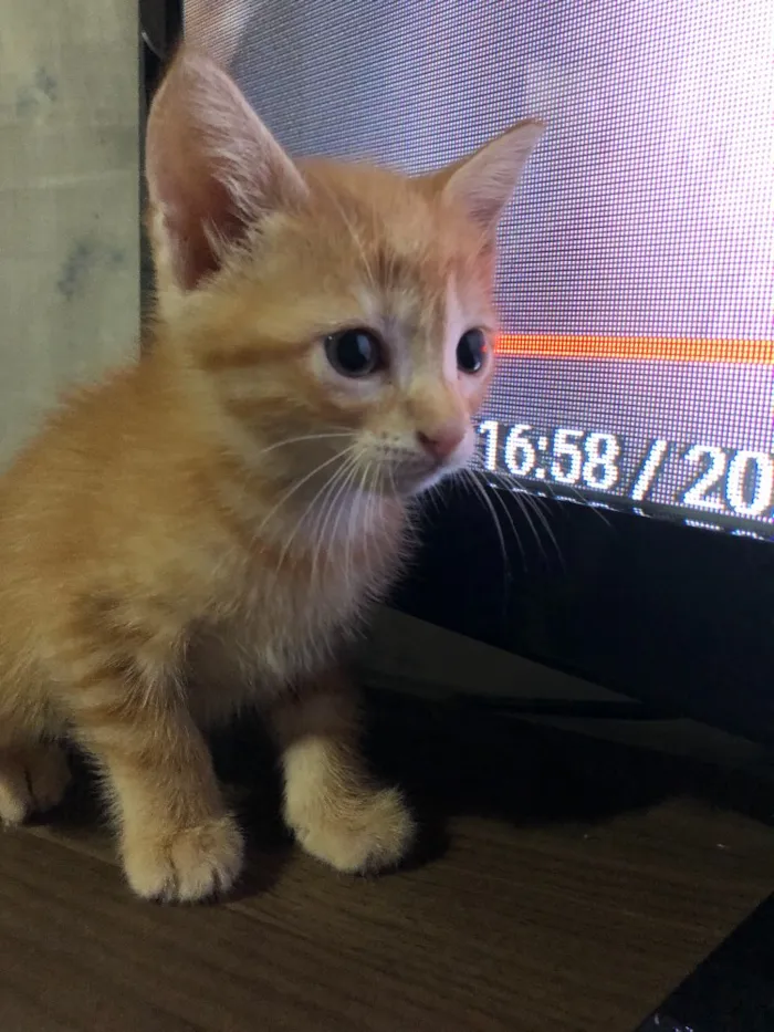 Gato ra a SRD idade 2 a 6 meses nome Gatinhos em Brasília