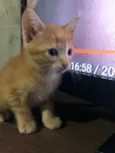 Gatinhos em Brasília