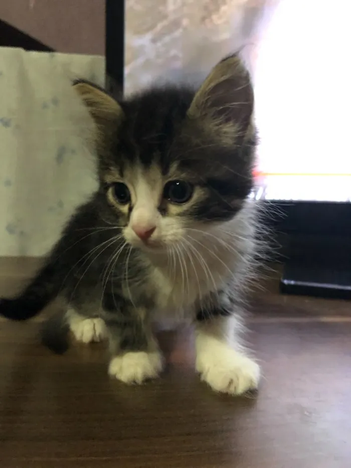 Gato ra a SRD idade 2 a 6 meses nome Gatinhos em Brasília