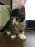 Gatinhos em Brasília