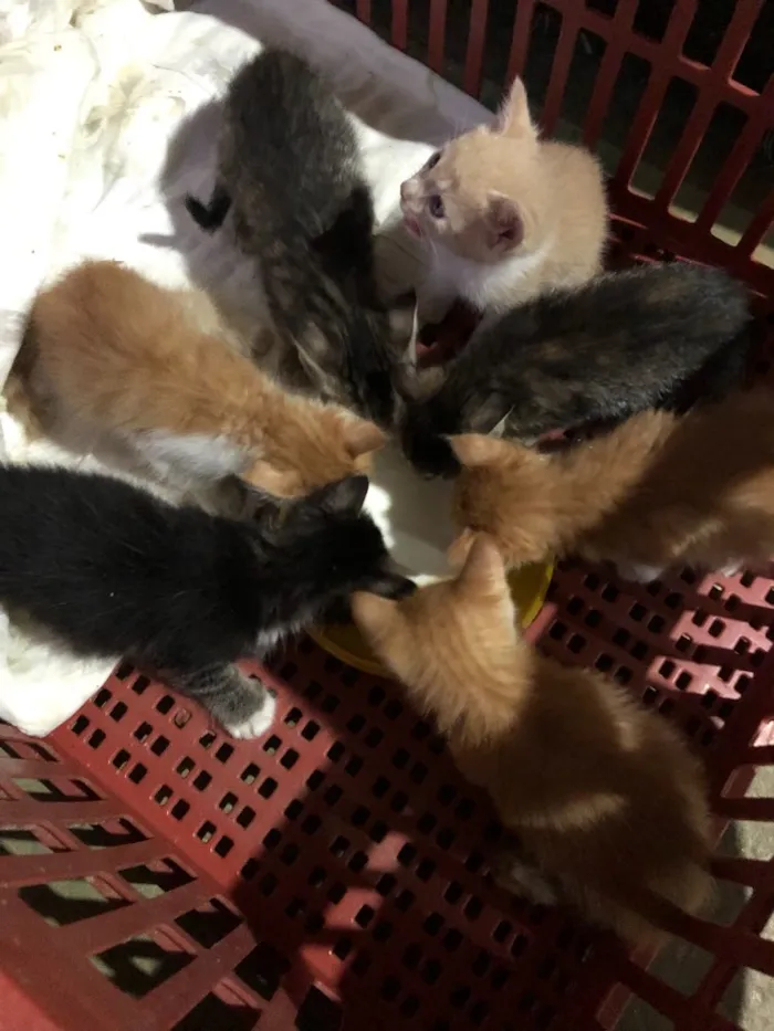 Gato ra a SRD idade 2 a 6 meses nome Gatinhos em Brasília