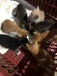 Gatinhos em Brasília