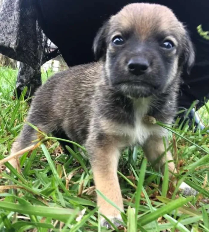 Cachorro raça SRD idade Abaixo de 2 meses nome Filhotes Ana Paula