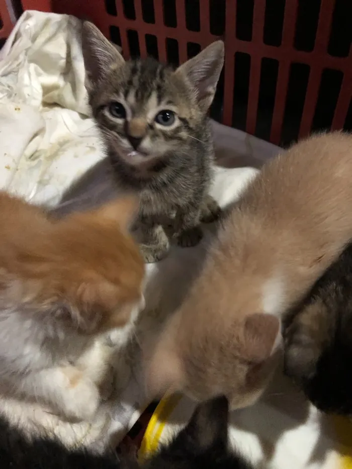 Gato ra a SRD idade 2 a 6 meses nome Gatinhos em Brasília