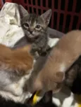 Gatinhos em Brasília