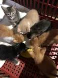 Gatinhos em Brasília