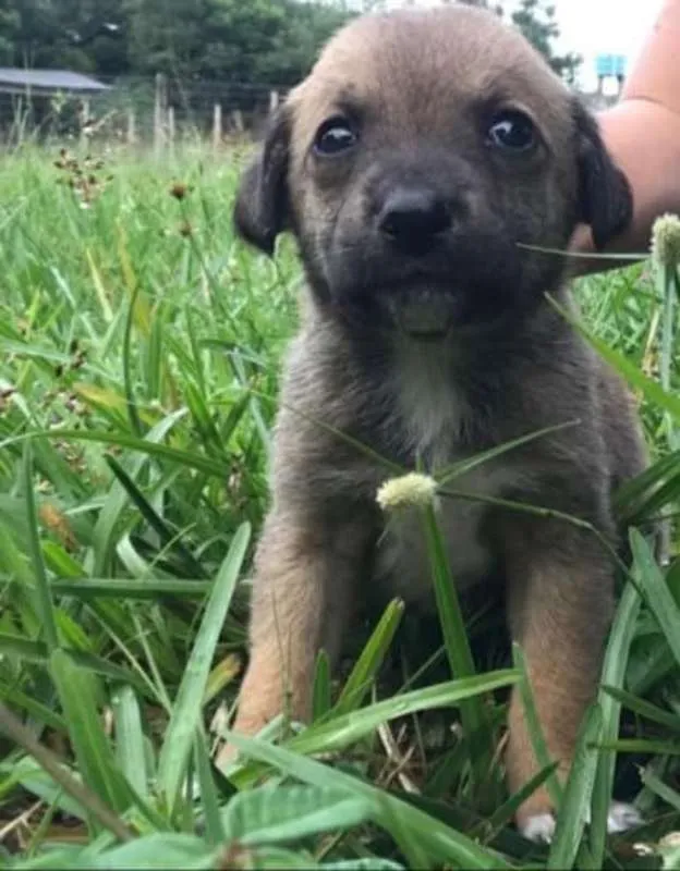 Cachorro raça SRD idade Abaixo de 2 meses nome Filhotes Ana Paula