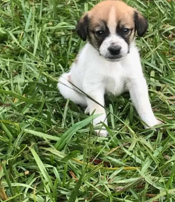 Cachorro raça SRD idade Abaixo de 2 meses nome Filhotes Ana Paula