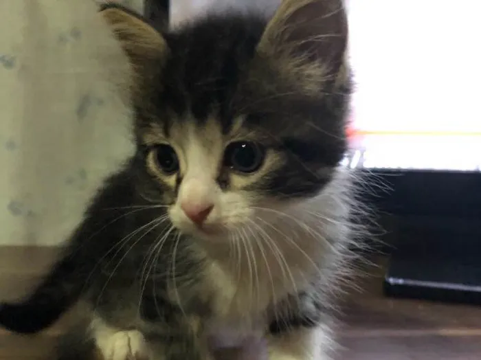 Gato ra a SRD idade 2 a 6 meses nome Gatinhos em Brasília
