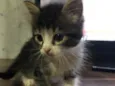 Gatinhos em Brasília