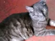 Léo