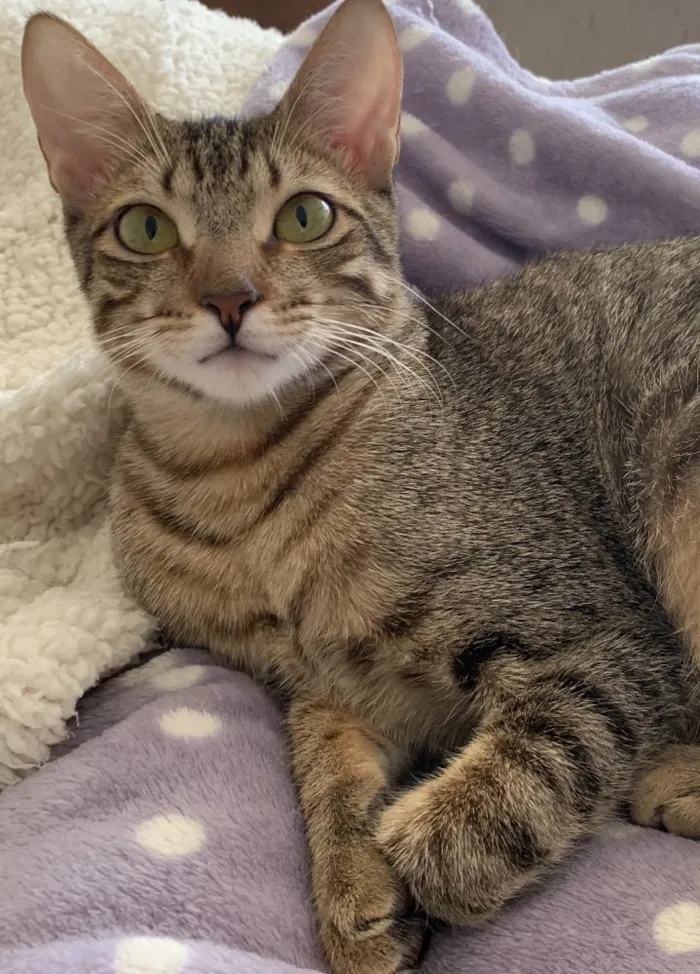 Gato ra a SRD idade 2 a 6 meses nome FRAMBOESA