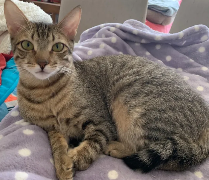 Gato ra a SRD idade 2 a 6 meses nome FRAMBOESA