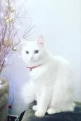 Catarina