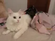 Catarina