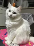 Catarina