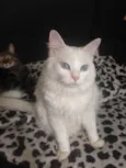 Catarina