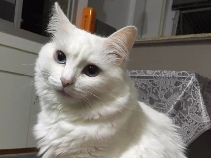 Gato ra a SRD idade 3 anos nome Catarina